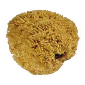 Natuurspons - 100% natuurlijk, variabele groottes