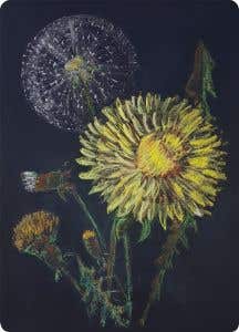 Kaart Kapitein Kalk - paardenbloem